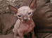 Sphinx Canadian