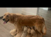 F1BB Golden Doodle female
