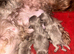 PROVEN lilac\ lavender imperial shihtzu