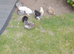 Young bantam chickens