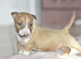 Excellent miniature bull terrier puppies