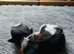 Stunning shihtzu puppies 1 girls &pound;945