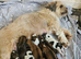 Lhasa apso puppys for sale