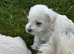 KC registered Westie pup