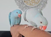 Stunning Fully Hand-Tamed Blue Indian Ringnecks