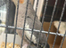 Female Cockatiel
