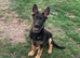 Blue German Shepherd puppies