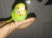 Hand reared tame budgie