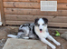 Blue Merle Border Collie for sale