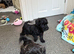 Really lovely schnoodles fully health checked