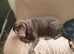 Kc registered chocolate girl