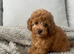Red toy poodle microchipped vet checked vaccinated