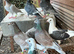 Beautiful rare coloured racers birds