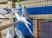 5 lovely budgies for sale