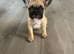 french bulldog ready for a loving home