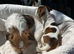 Jack Russell’s