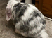 MINI LION LOP X LION LOP RABBIT FOR SALE