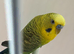 OPALINE BLACKWING COCK RING NUMBER 2 BLACK RING 2925 BRED