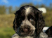 4 gorgeous cocker pups for sale