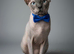 Champion Line Sphynx kittens.