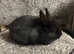 Netherland dwarf babies