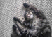 beautiful tabby kitten
