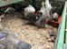 Runner Ducks