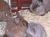 Lion head bunnies