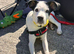 Male Border Collie Cross