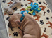 Male pocket bully