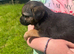 Border terrier boy