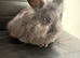Pure bred Angora