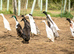 Indian Runner Hatching Eggs x 6
