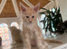 Pure-breed Red kitten boy, Delivery available!