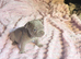 REDUCED! Fluffy & Pink frenchie