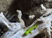Beautiful Madagascan giant day geckos for sale