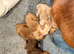 READY DEC 16 th Cocker spaniel puppies