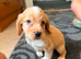 Cocker spaniel puppy's