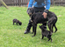 Collie whippet x