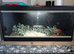 Albino corn snake for sale