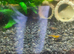 Shrimp