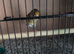 Goldfinch mule