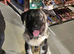 Caucasian Shepard cross 8 month old girl