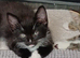 cat and kitten