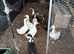Mixture of ducks