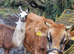 Goup of 3 Llamas