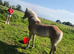 Absolutely adorable registered haflinger