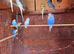 Budgies for sale