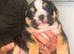 stunning litter of english bulldogs