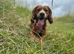 Working Cocker Spaniel at Stud (Proven)